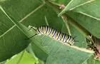 Chenille de Monarque&nbsp;&nbsp;&nbsp;&copy; Labyrinthe des insectes