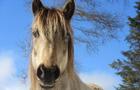 Cheval&nbsp;&nbsp;&nbsp;&copy; Ranch Ladouceur