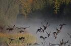 Faune aviaire&nbsp;&nbsp;&nbsp;&copy; P.Grondin