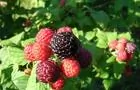 Framboises noires