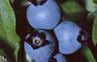 Bleuets&nbsp;&nbsp;&nbsp;&copy; TQ/S.Majeau
