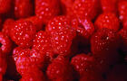 Framboises&nbsp;&nbsp;&nbsp;&copy; TQ/L.Turgeon