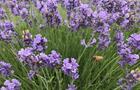 Lavande du jardin&nbsp;&nbsp;&nbsp;&copy; A.C.Arsenault