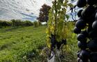 Vignoble 2&nbsp;&nbsp;&nbsp;&copy; Domaine Small