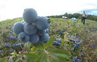 Les bleuets sauvages