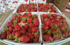 Fraises
