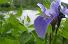 Nature sauvage&nbsp;&nbsp;&nbsp;&copy; Saumon Rivière Malbaie