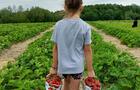 Autocueillette de fraises&nbsp;&nbsp;&nbsp;&copy; Plantations Stéphan Perreault