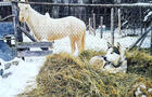 Micro ferme&nbsp;&nbsp;&nbsp;&copy; Galeox Univers
