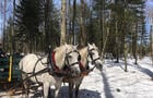 Randonnée en voiture à cheval