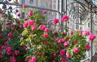 Place Royale en fleurs&nbsp;&nbsp;&nbsp;&copy; History and Nature/