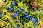 Plants de bleuets