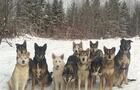 LaMeuteduWendigo_Outaouais_Chiens&nbsp;&nbsp;&nbsp;&copy; La Meute du Wendigo