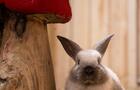 Lapin&nbsp;&nbsp;&nbsp;&copy; Karim Bouzidi