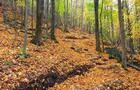 Sentier du Parc des Montagnards&nbsp;&nbsp;&nbsp;&copy; Conservation Espace Nature Shefford (CENS)