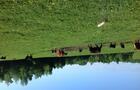Troupeau aux paturages&nbsp;&nbsp;&nbsp;&copy; A.Hould