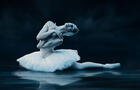 Le Lac – Les Grands Ballets Canadiens