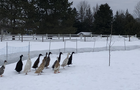 La ferme en hiver&nbsp;&nbsp;&nbsp;&copy; A.Caron