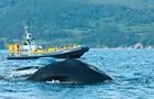 Croisières Observation baleines, Gaspésie&nbsp;&nbsp;&nbsp;&copy; K.Meyer
