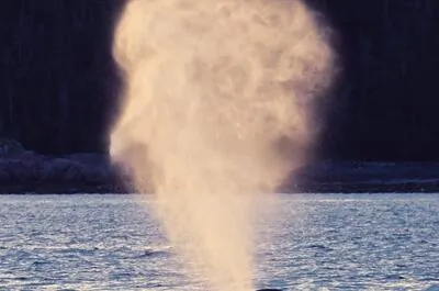Du Fleuve – Croisières d’observation de baleines