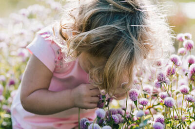 Ail Lys Ferme Florale