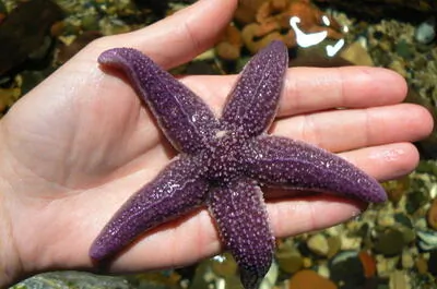 Exploramer – Discovering the sea