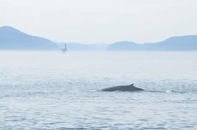 Saguenay-St. Lawrence Marine Park