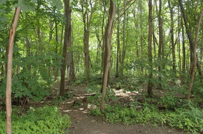 Summit Woods