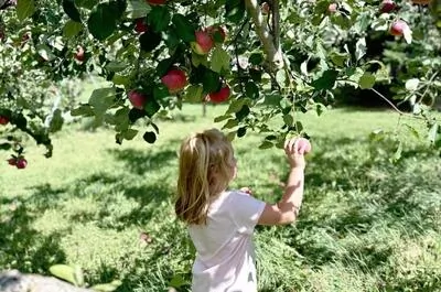Blair Orchards