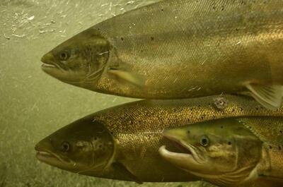 Observation Center of Atlantic salmon