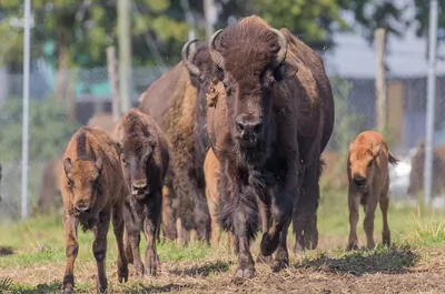 La Terre des Bisons inc.