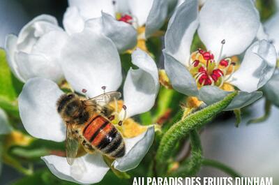 Paradis des Fruits Dunham Les Miels Naturels Charbonneau