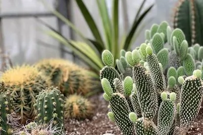 Cactus Fleuri