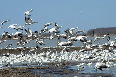 Centre-du-Québec’s Bird-watching tour