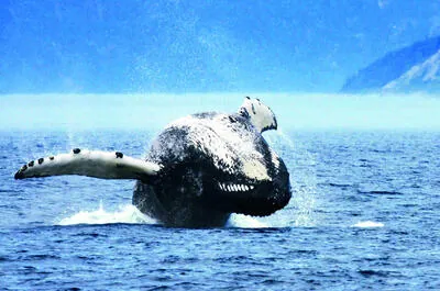 Whale watching cruise