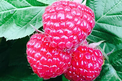 Ferme Chez Mario