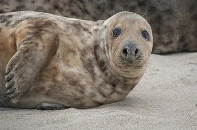 Watching seals cruise