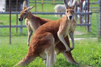 Zoo Domaine des 3 vents