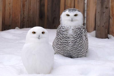 Godbout Birds of prey Interpretation Centre