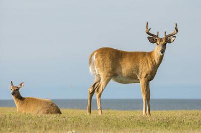 SAFARI ANTICOSTI SENC
