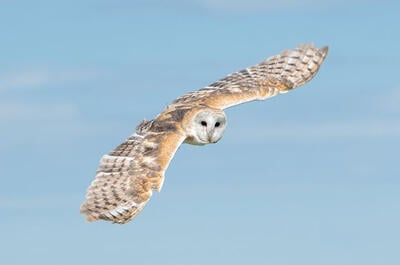 Falcon Environmental (Tremblant)