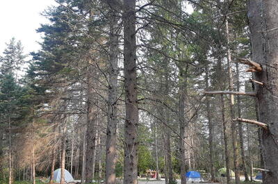 CAMPING DU LAC DES ROBIN