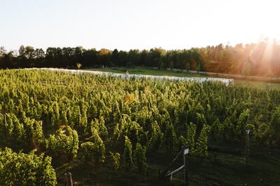 Vignoble Clos de l’Orme Blanc
