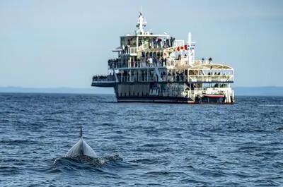 Croisières AML Inc. / Croisière aux baleines et accès exclusif au pont supérieur (Baie-Sainte-Catherine)