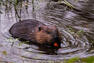 Observation du castor au Lac-Saint-Jean   © C.Dufour