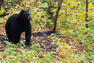 Observation de l'ours noir à Roberval   © C.Dufour