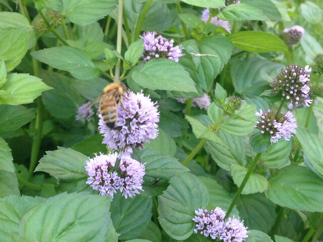 Atelier d’apiculture urbaine&nbsp;&nbsp;&nbsp;&copy; Maison Saint-Gabriel