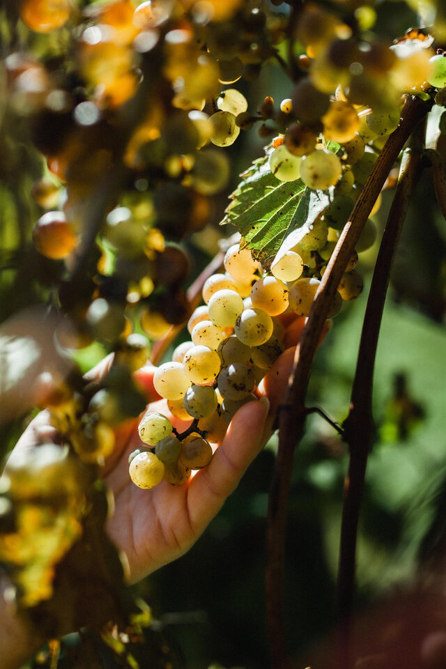 Vignoble de la Bauge - Vendange 1&nbsp;&nbsp;&nbsp;&copy; Audrey-Eve Beauchamp
