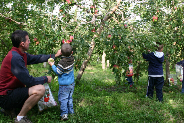 Autocueillette en famille&nbsp;&nbsp;&nbsp;&copy; L.Goulet - Cidrerie Verger Bilodeau