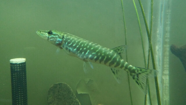 Brochet&nbsp;&nbsp;&nbsp;&copy; C.Tellier
